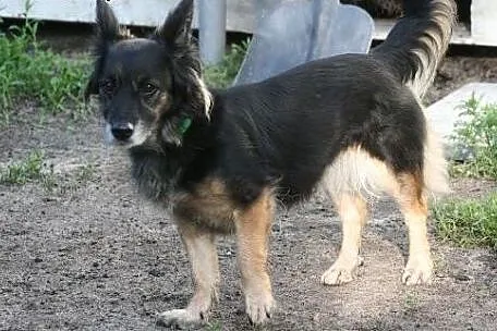 Mała kochana Pysia wróciła z adopcji po 8 latach. 