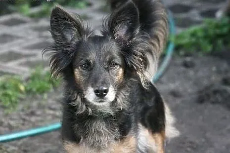 Mała kochana Pysia wróciła z adopcji po 8 latach. 