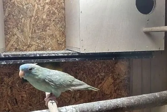 Papugi katarzynki ajmarki prążkowane, Śląskie, Jaworzno