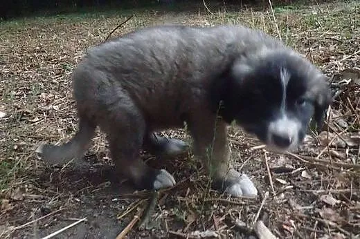 10 szczeniaków czeka na dom. Adoptuj chociaż jedne