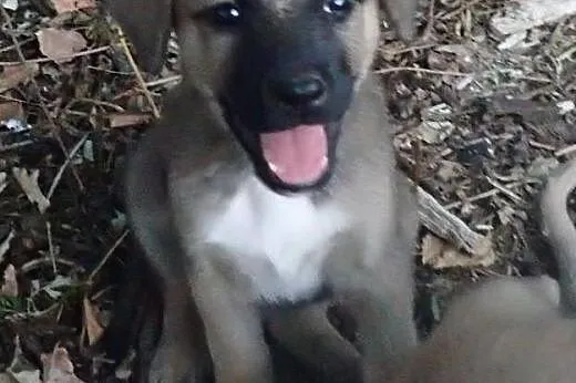 10 szczeniaków czeka na dom. Adoptuj chociaż jedne