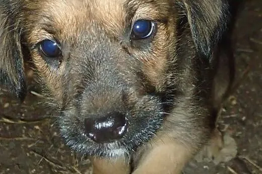 10 szczeniaków czeka na dom. Adoptuj chociaż jedne