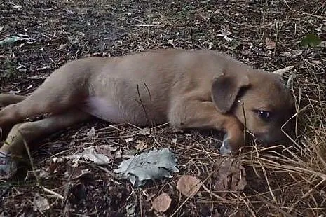 10 szczeniaków czeka na dom. Adoptuj chociaż jedne