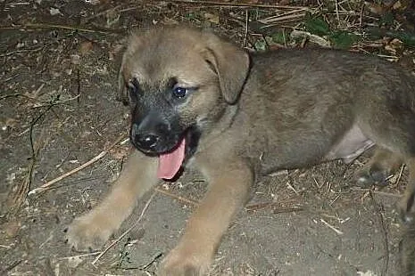 10 szczeniaków czeka na dom. Adoptuj chociaż jedne
