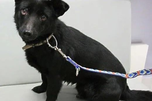 DUDUŚ - roczny, niewielki śliczny psiak do adopcji