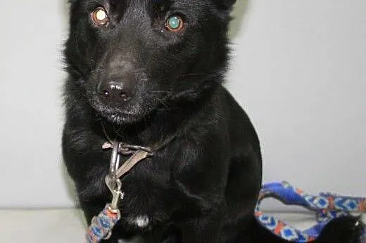 DUDUŚ - roczny, niewielki śliczny psiak do adopcji