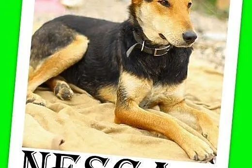 NESCA-średnia,przyjazna,wesoła suczka.ADOPCJA,  małopolskie Kraków