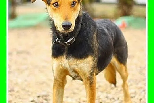NESCA-średnia,przyjazna,wesoła suczka.ADOPCJA,  ma
