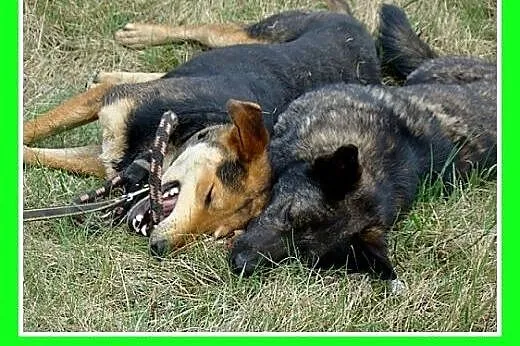 NESCA-średnia,przyjazna,wesoła suczka.ADOPCJA,  ma