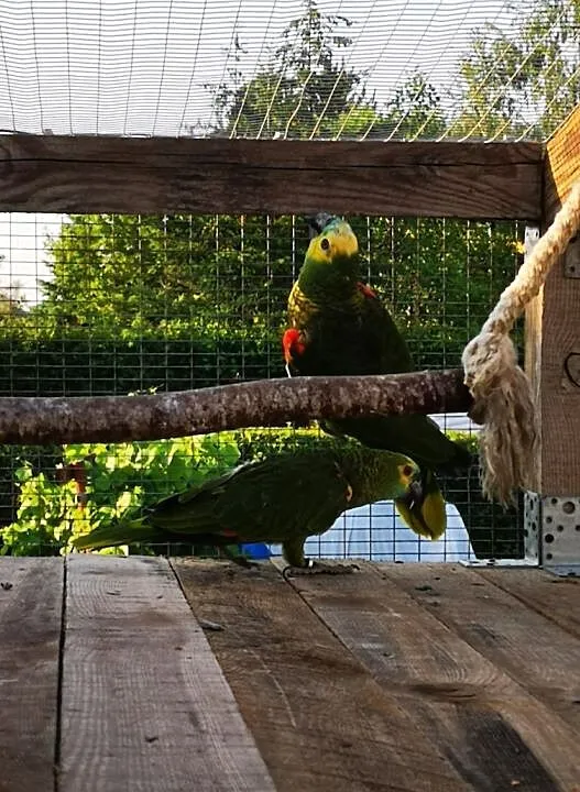 Amazonki niebieskoczelne astive, , Wilczyce