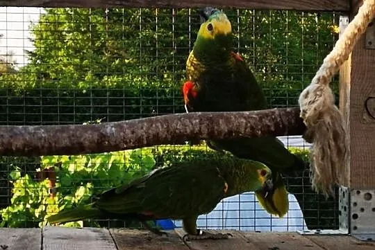 Amazonki niebieskoczelne astive, , Wilczyce