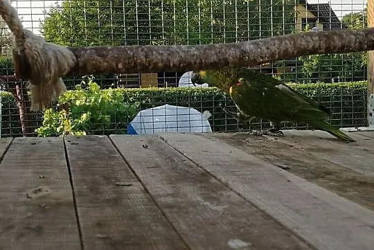 Amazonki niebieskoczelne astive, , Wilczyce