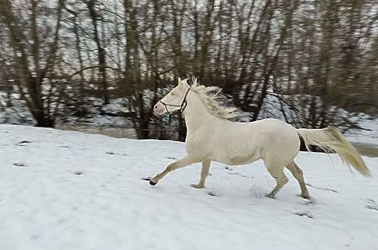 3 letni kary ogier po Secret z licencją AES, , 