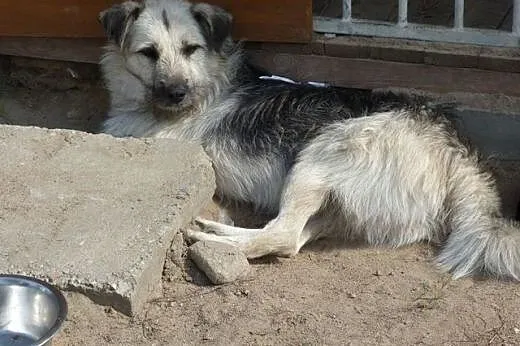 Bliźniak pies towarzysz do wzięcia,  mazowieckie W
