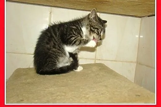5kociaków,kocurki,kociczki schroniskowe do adopcji