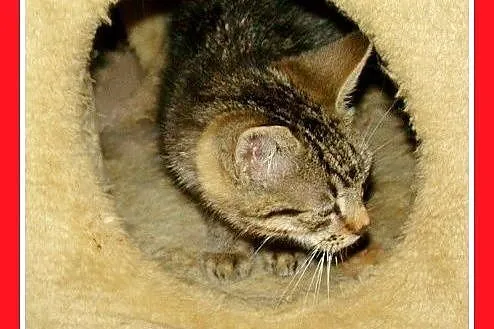 5kociaków,kocurki,kociczki schroniskowe do adopcji