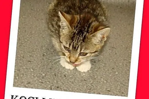 5kociaków,kocurki,kociczki schroniskowe do adopcji