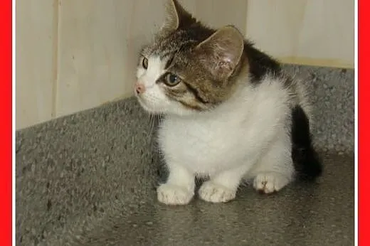 5kociaków,kocurki,kociczki schroniskowe do adopcji