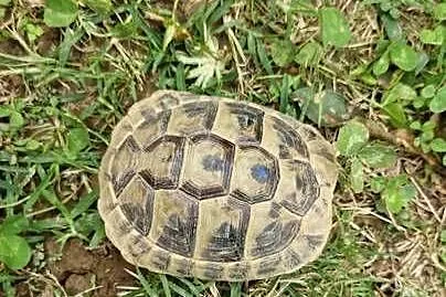 Żółwie greckie Testudo Hermanni 2021/2022 microchip okazja odchowane !!!!!!
