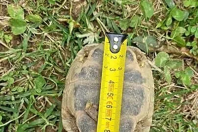 Żółwie greckie Testudo Hermanni 2021/2022 microchip okazja odchowane !!!!!!, Opolskie, Kędzierzyn-Koźle