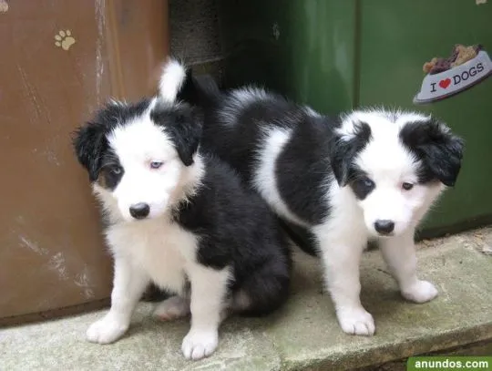 Szczenięta border collie dostępne do sprzedaży w nowych domach**