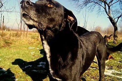Spiki - cudowny psiak czeka już 4 lata...,  dolnośląskie Jelenia Góra