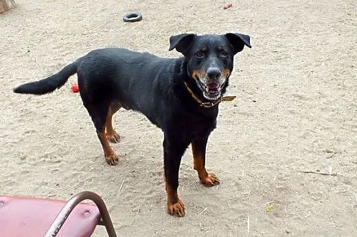 Przyjacielski Velvet mieszaniec rottweilera,  doln