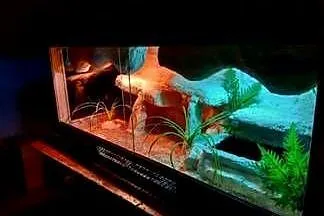 Okazja terrarium dla agamy gekona żółwia węża kameleona legwana boa pająka, Zachodniopomorskie, Szczecin