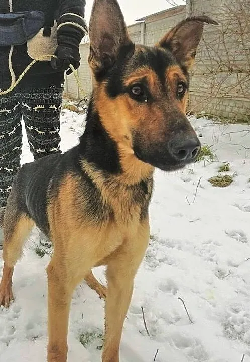 IMBIR - młody, energiczny, świetny psiak szuka domu,, Łódzkie, Łódź