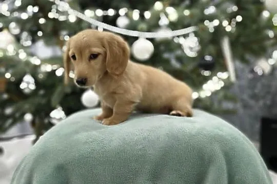 Jammik długowłosy miniaturowy kremowy Dackel Dachhaund, Łódzkie, Żabików