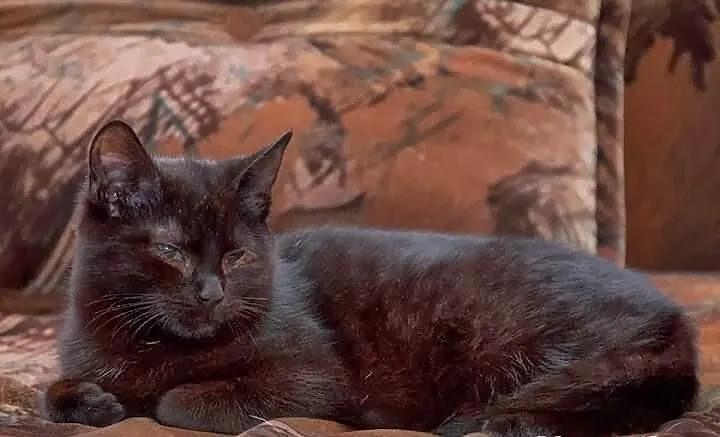 Kocurek Pele szuka domu! Agapeanimali