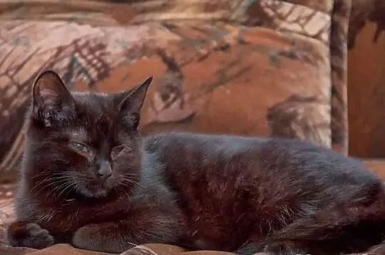 Kocurek Pele szuka domu! Agapeanimali