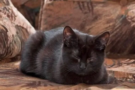Kocurek Pele szuka domu! Agapeanimali