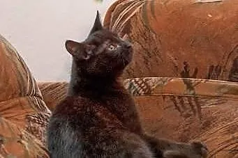 Kocurek Pele szuka domu! Agapeanimali