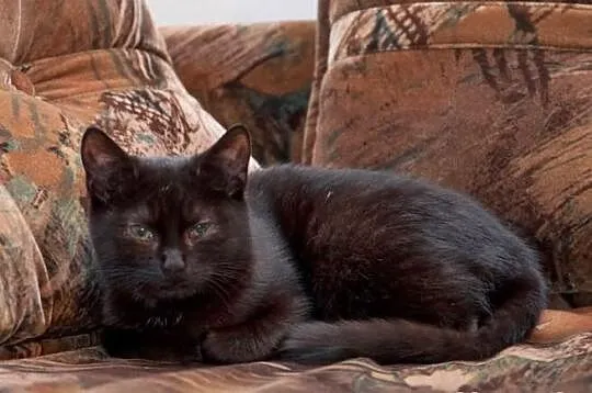 Kocurek Pele szuka domu! Agapeanimali