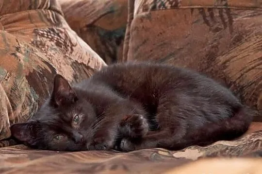 Kocurek Pele szuka domu! Agapeanimali
