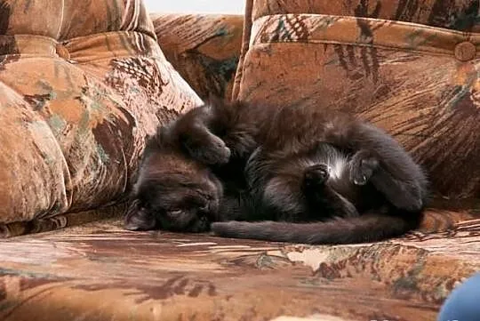 Kocurek Pele szuka domu! Agapeanimali