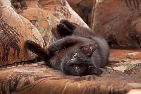 Kocurek Pele szuka domu! Agapeanimali