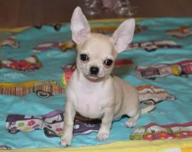 Chihuahua, zaszczepiony, odrobaczony i uwielbiający zabawę.