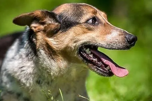 Uśmiechnięty psiaczek? Gacek!,  świętokrzyskie Kie