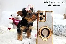 York Yorkshire Terrier Malutka Suczka z Rodowodem i Wyprawką do Odbioru