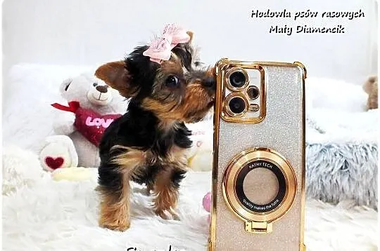 York Yorkshire Terrier Malutka Suczka z Rodowodem i Wyprawką do Odbioru