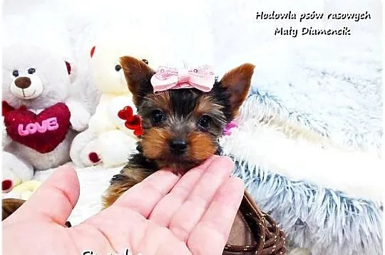 York Yorkshire Terrier Malutka Suczka z Rodowodem i Wyprawką do Odbioru, Lubuskie, Żary