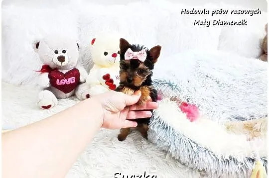 York Yorkshire Terrier Malutka Suczka z Rodowodem i Wyprawką do Odbioru, Lubuskie, Żary