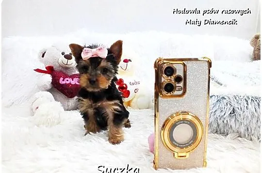 York Yorkshire Terrier Malutka Suczka z Rodowodem i Wyprawką do Odbioru, Lubuskie, Żary