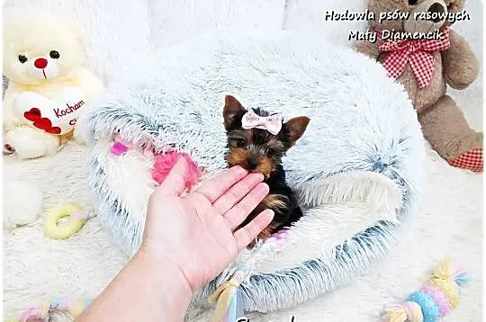 York Yorkshire Terrier Malutka Suczka z Rodowodem i Wyprawką do Odbioru, Lubuskie, Żary