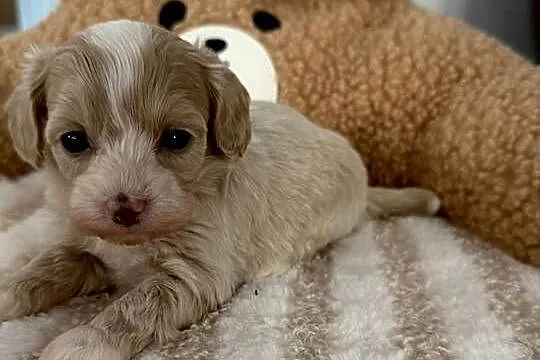 Maltipoo piękne dziewczynki