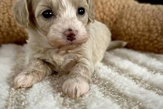 Maltipoo piękne dziewczynki, Małopolskie, Wadowice