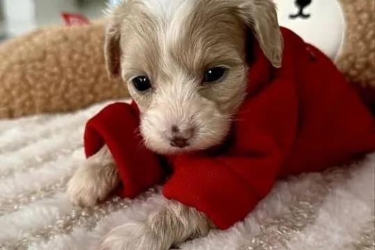 Maltipoo piękne dziewczynki, Małopolskie, Wadowice