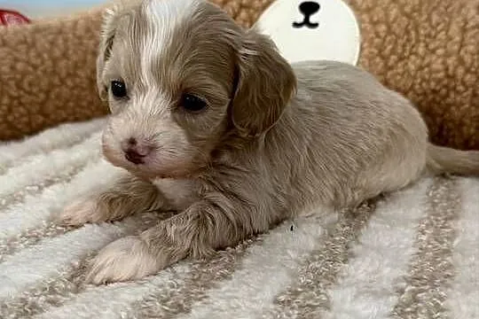 Maltipoo piękne dziewczynki, Małopolskie, Wadowice